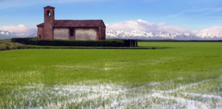 Riso amaro, concorrenza sleale e jungle in pericolo: l’Europa intervenga