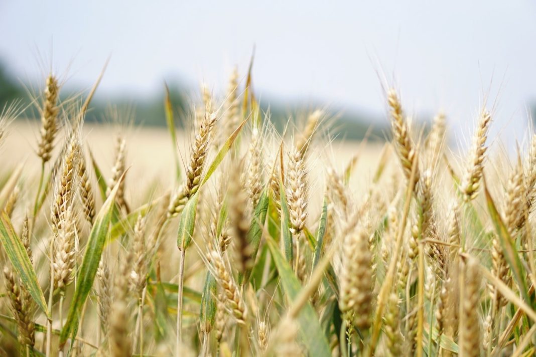 Grano