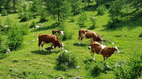 Alpeggi