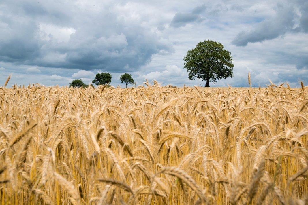 Grano